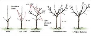 MEYVE AĞACI BUDAMA