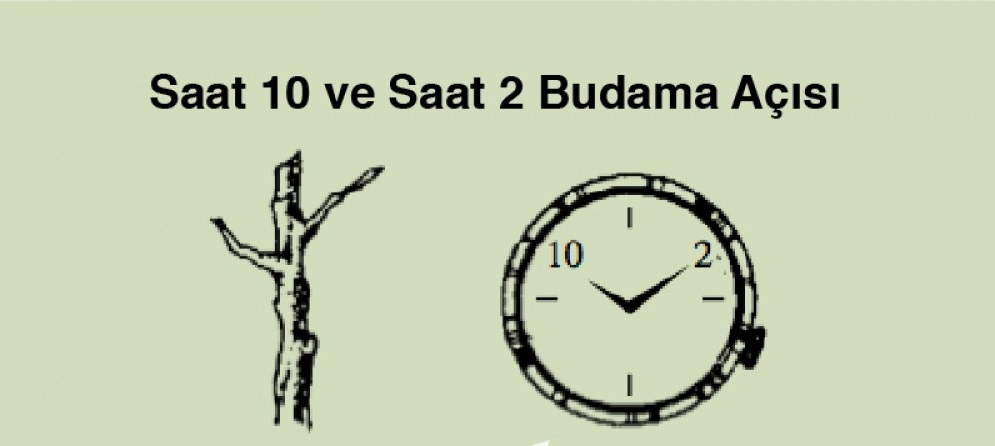 Bu gÃ¶rsel boÅ bir alt niteliÄe sahip; dosya adÄ± uploadlarge_budama-acisi-jpg_20161206_160636-1.jpg
